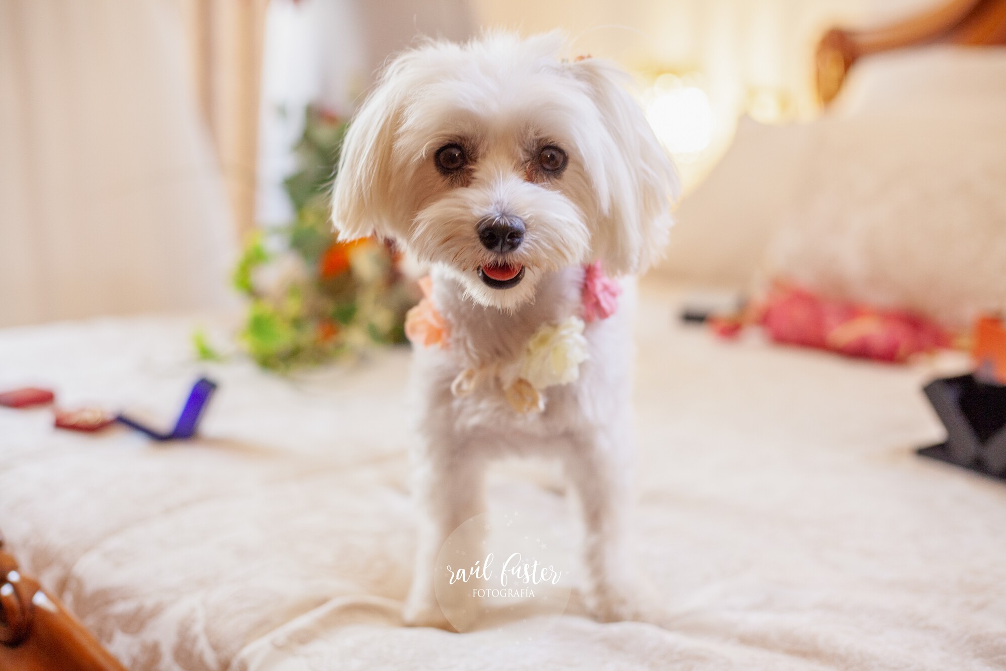 0372Raul Fuster-Castalla Fotografía 14-08-2021_